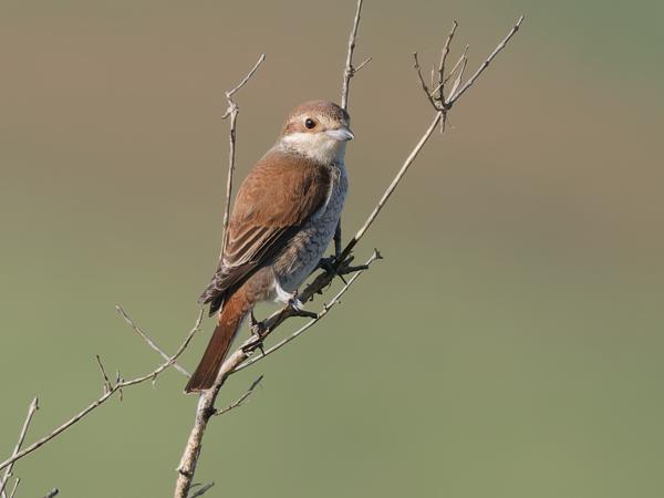Grauwe klauwier (Lanius collurio)